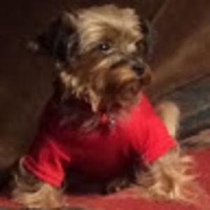 Meet your Posher, Donna